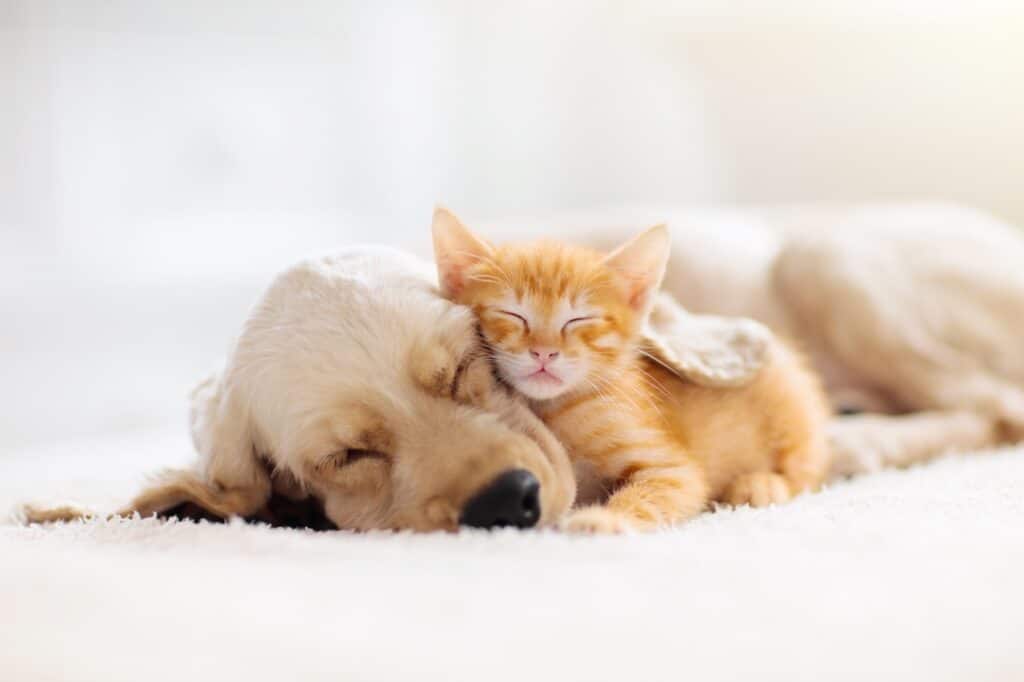We all love our furry friends. Just keep in mind that if you have a pet that sheds you'll want to make sure to change your air filter more often. 